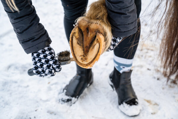 In the snow, an equestrian picks out an equine foot