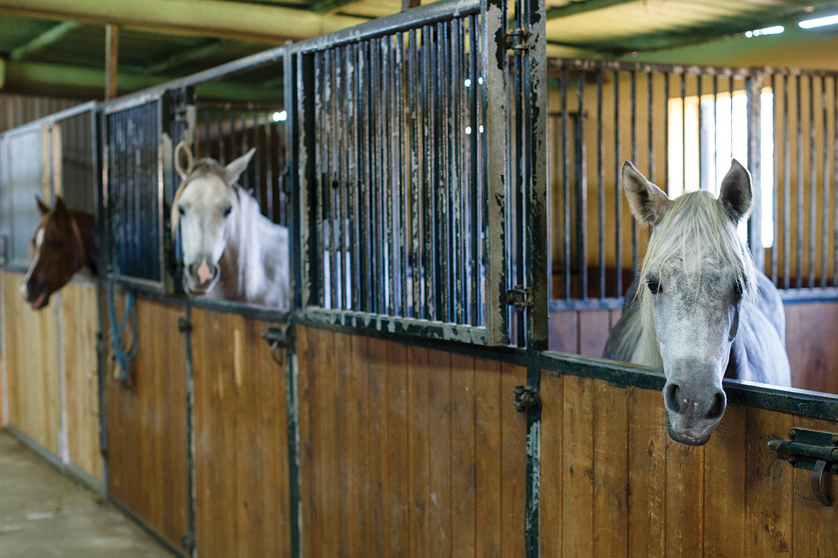 How to Relieve Your Horse’s Stall Boredom