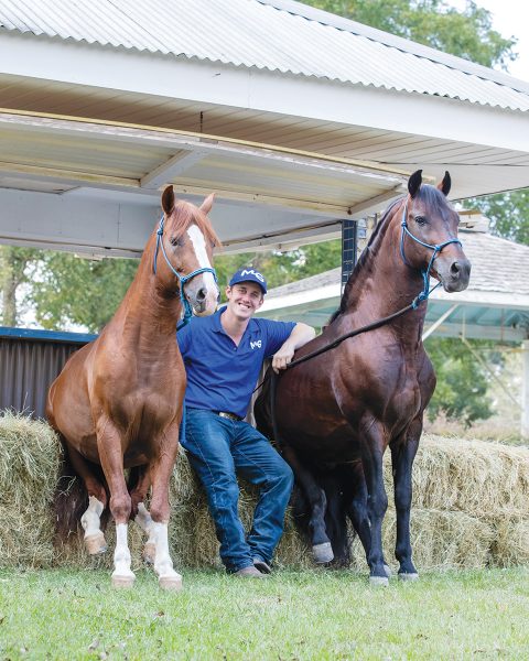 Michael Gascon demonstrating the trick training of two of his horses as they sit down.