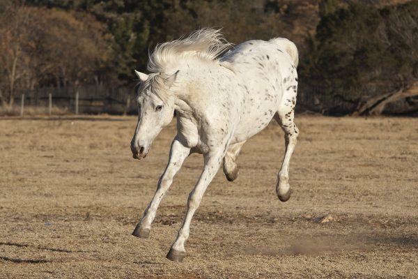 A hot horse kicks up its heels