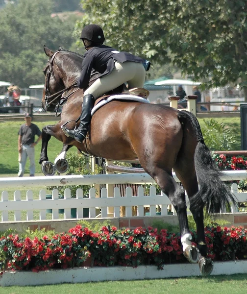 A young equestrian competing in a hunter jumping show.