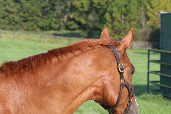 A horse's neck