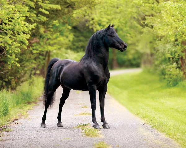 A Morgan horse that is the breed standard.