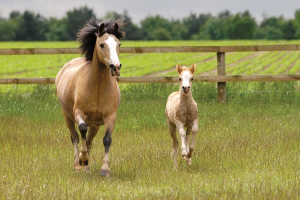 A pony and its foal