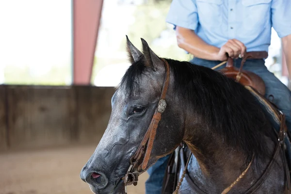 A sweaty gray gelding in western tack.