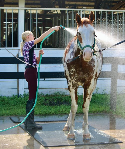 A girl bathing a Paint Horse.