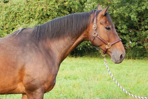 A bay gelding.