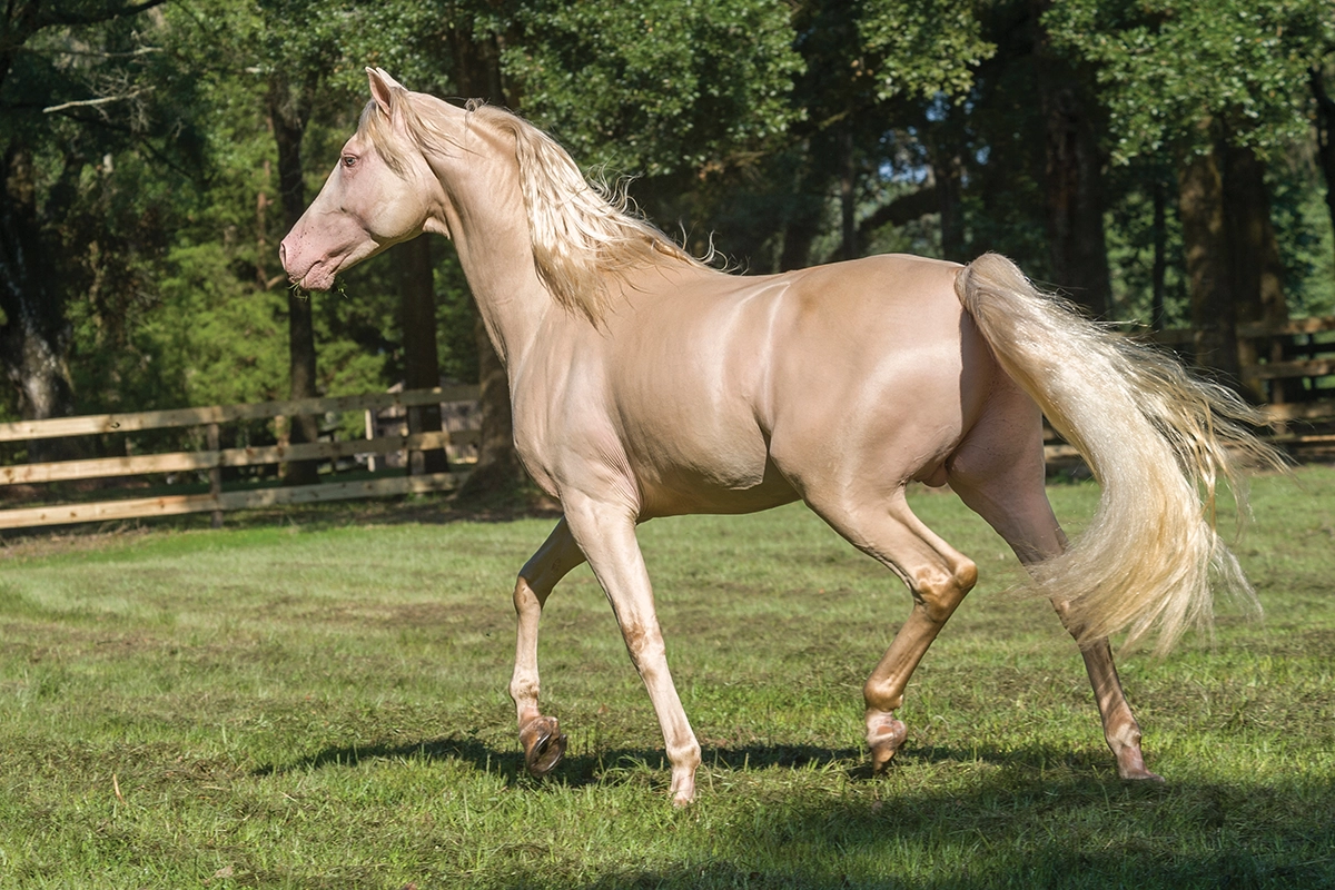 The Genetics of Rare Horse Colors