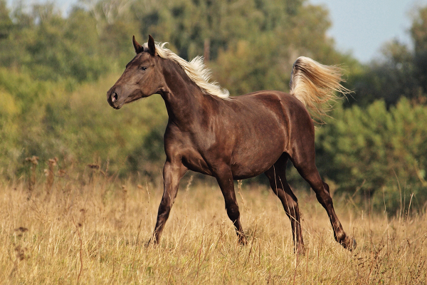 A galloping Rocky Mountain Horse