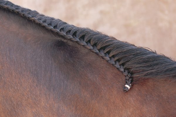 A running braid in a horse's mane. Learn how to do one in this article.