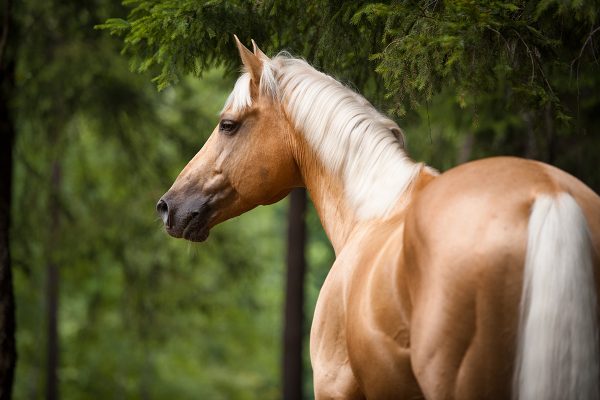 A horse with a coat that shines