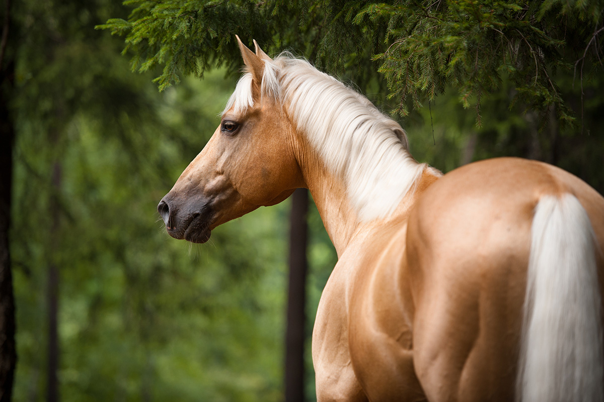 Make Your Horse’s Coat Shine