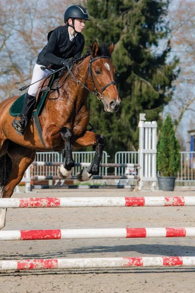 A horse and rider show jumping.