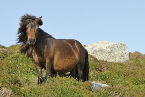 Shetland pony