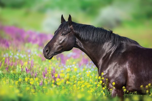 A stallion in a field of flowers