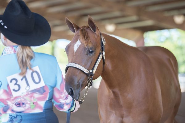 A young girl showing her horse in showmanship at halter
