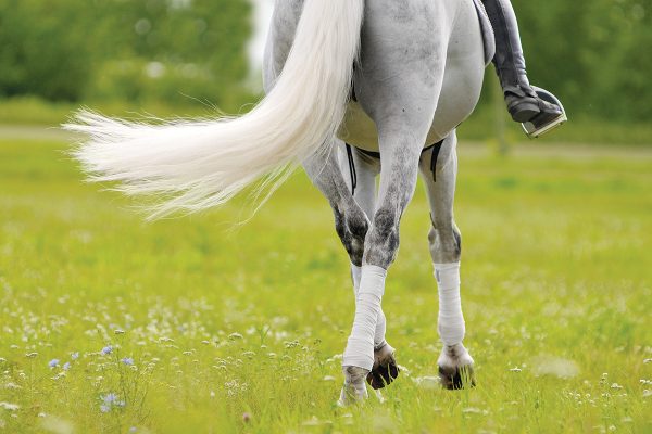 A close-up of a gray horse riding away in the grass