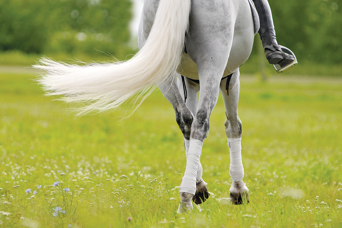 How to Groom Your Horse's Tail - Young Rider Magazine