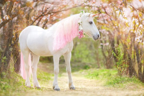 A unicorn! Or, a horse dressed as a unicorn and registered as one through the International Unicorn Association.