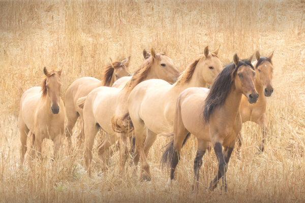 Wild horses at a sanctuary in Utah