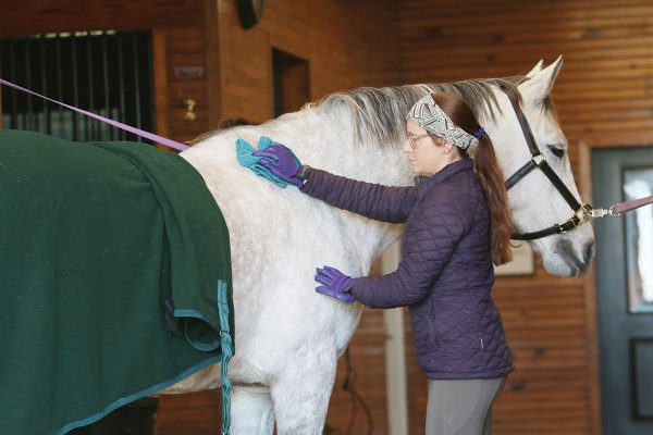 Grooming in a barn