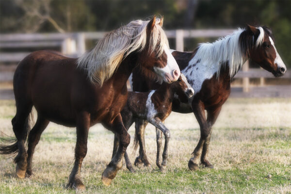 Chincoteague ponies, including Riptide