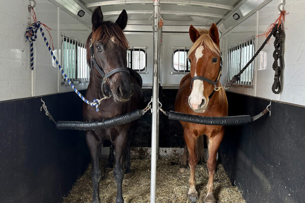 Two horses in a horse trailer
