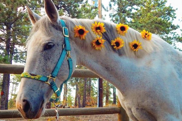 A gray horse wears a halter from Beautifully Beaded Halters, a business created by a high school student, with sunflowers in its mane