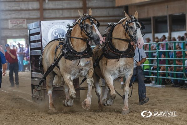 Two Belgian horses pulling a heavy object at a weight-pulling event