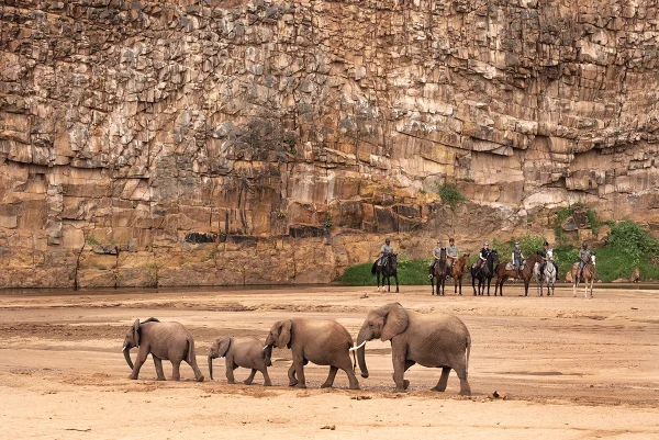 A herd of elephants in front of riders on a horseback riders in Africa.