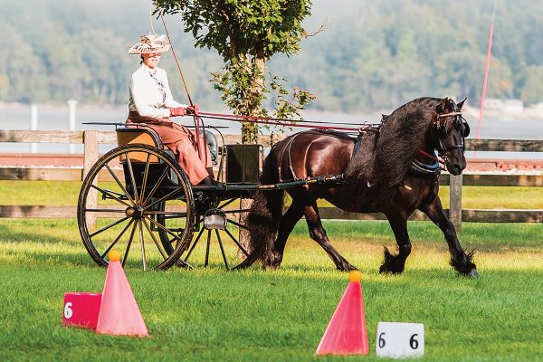 A Fell Pony competing in driving, which the breed excels at