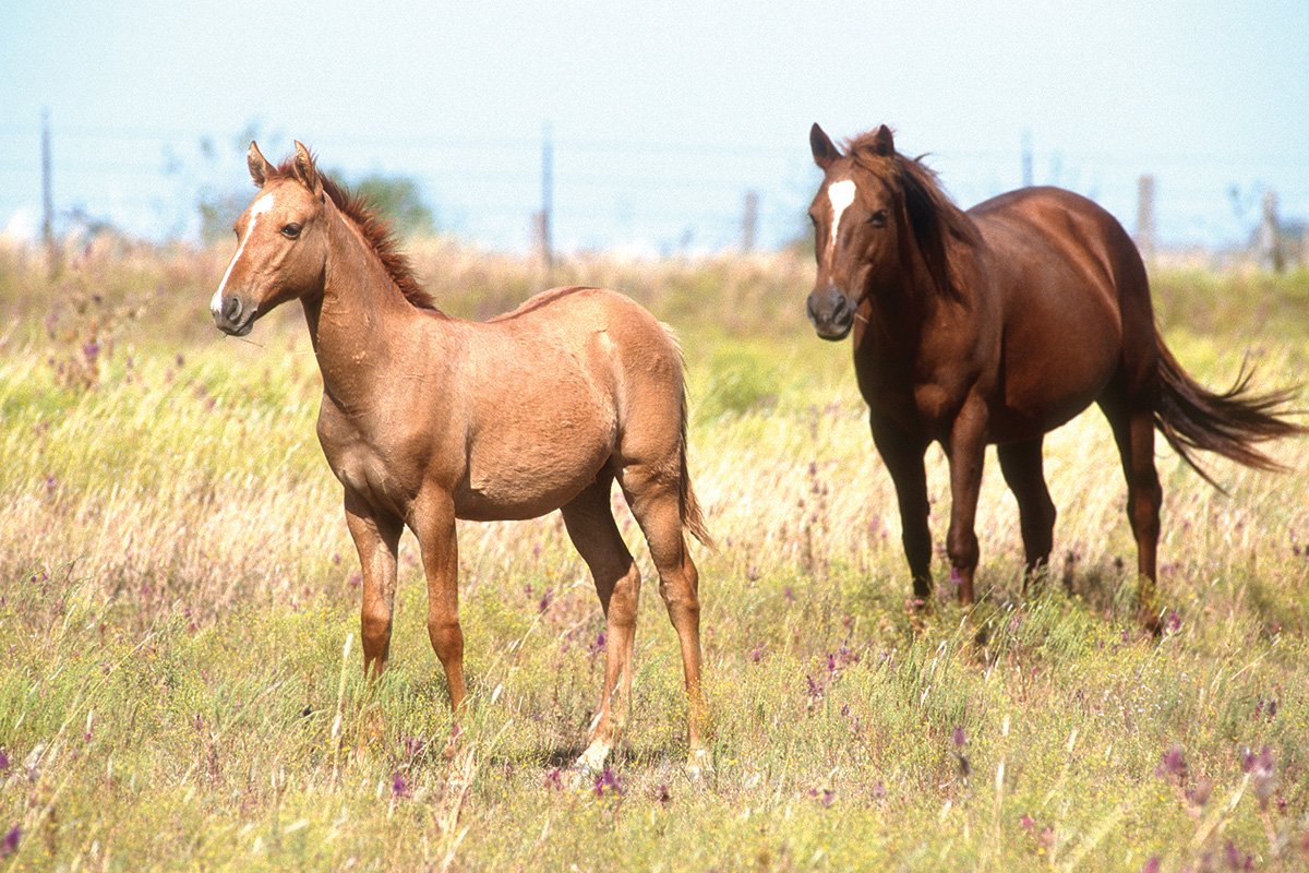 Breed Spotlight: The Galiceño