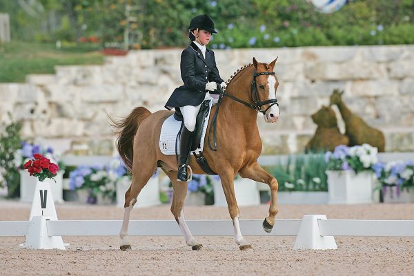 A German Riding Pony performing dressage.