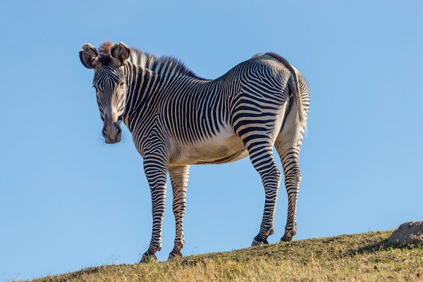 A Grevy's zebra, a wild horse relative, stands on a hill