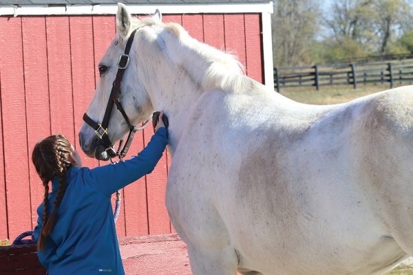 A young girl grooming her horse