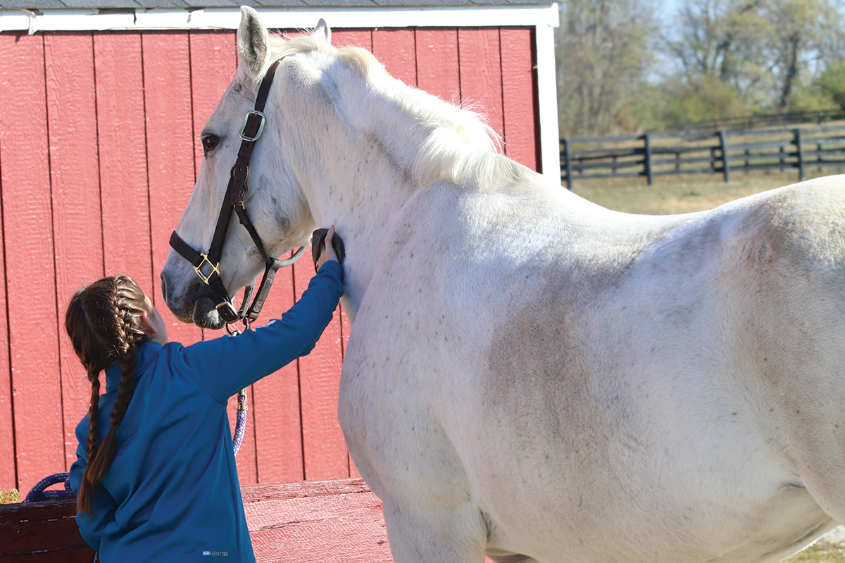 Why Grooming Your Horse Is Important Young Rider Magazine
