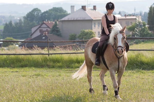 A girl rides a Haflinger Horse