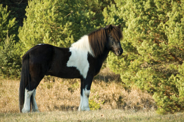 A black pinto Icelandic horse stands profile in a field next to trees