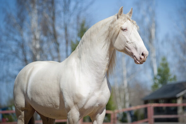 A cremello Lusitano