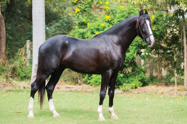 A portrait of India’s signature equine breed