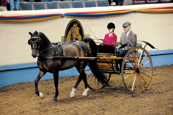 A Morgan horse driving class at a show