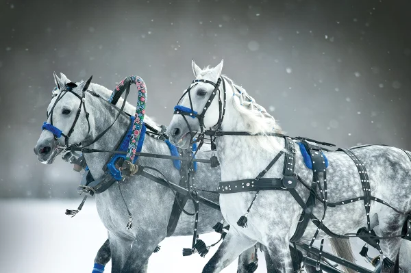 A team of dappled grays pulling a harness in the snow.