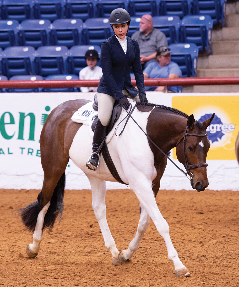 All About Paint Horses