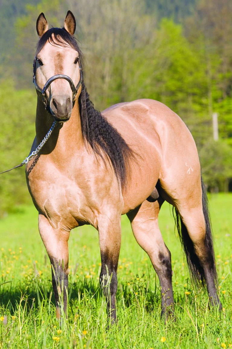 The American Quarter Horse Young Rider Magazine