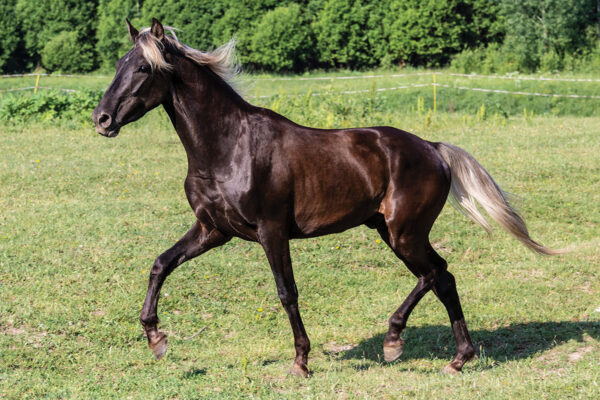 A Rocky Mountain Horse trotting in a field