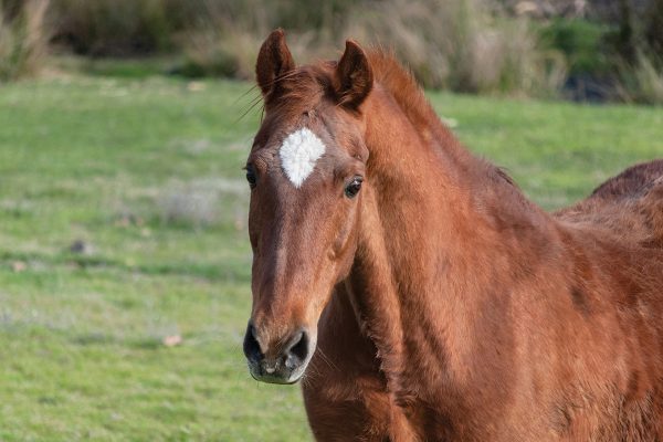 Senior horse in field