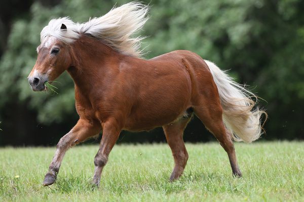 Shetland pony