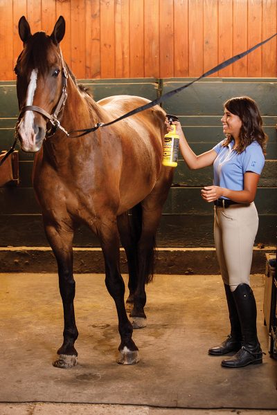 Fly control for horses