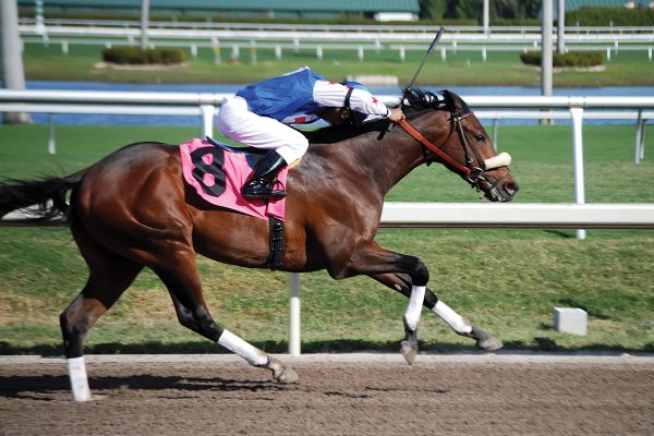A racehorse in the homestretch.