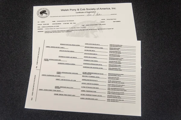 A Welsh Pony pedigree.